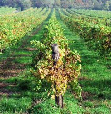 Unternehmenskultur: Wir brauchen Kulturgärtner mit Gelassenheit!
