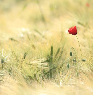 ProfilingValues: Werte fürs Können und Wollen